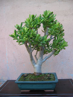 کراسولا آربورسینز